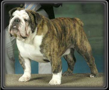 English Bulldog Champion Stud dog Alabama