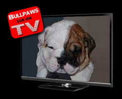 Wawanesa English Bulldog television Commercial www.wawa.tv