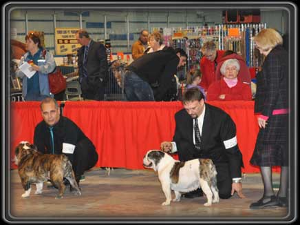 English Bulldog Show