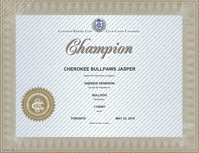 Ch Cherokee Bullpaws Jasper obtained his Championship Certificate