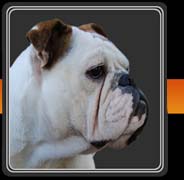 English Bulldog Breeder - Finding and Good English Bulldog Breeder