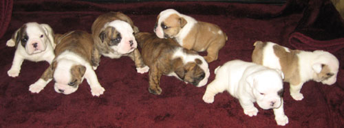 Cherokee Legend Heavensent Garnets first litter. Bred by: Cody T. Sickle and Andrew Dennison
