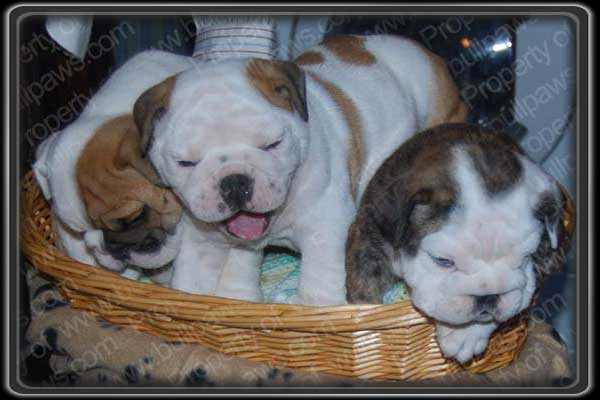 A Basket of Bulldogs - These English Bulldogs participated in the television commercial