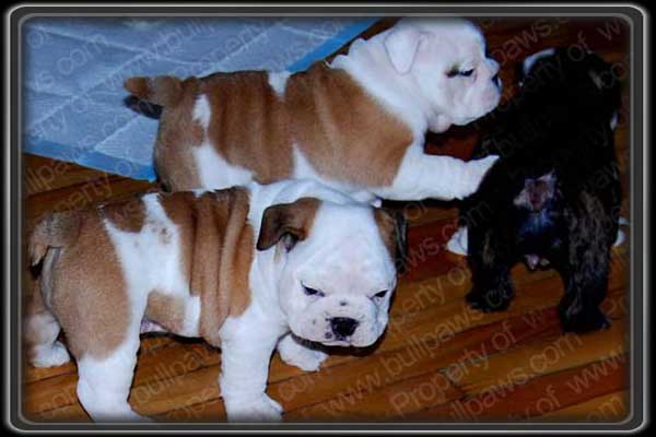 Wawanesa English Bulldogs from the television commercial